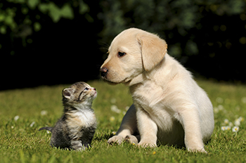 犬・猫の専門診療所「セレブル動物病院」